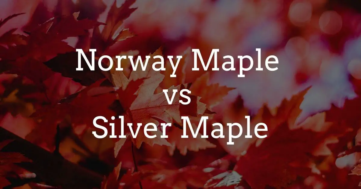 Norway Maple vs Silver Maple