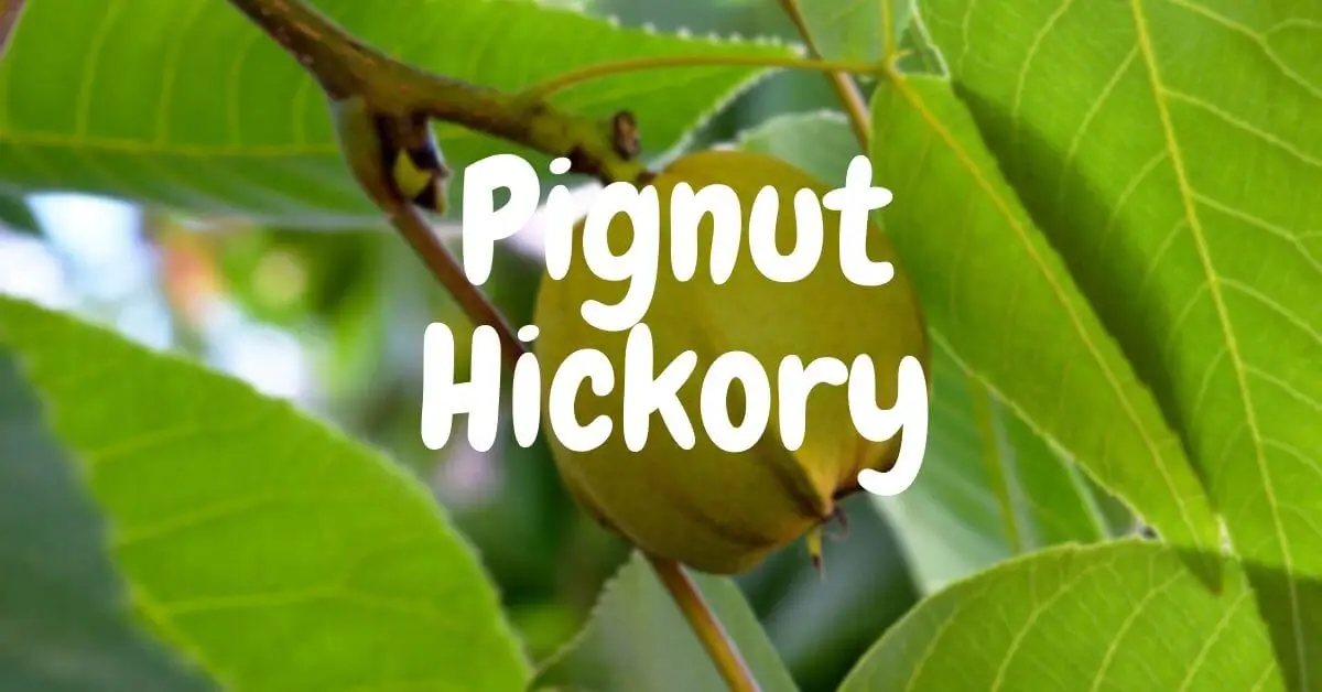 Pignut Hickory