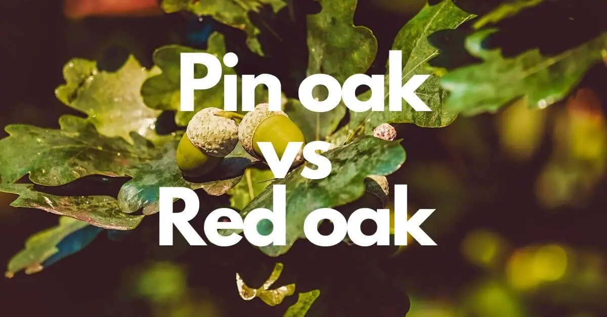 Pin oak vs Red oak