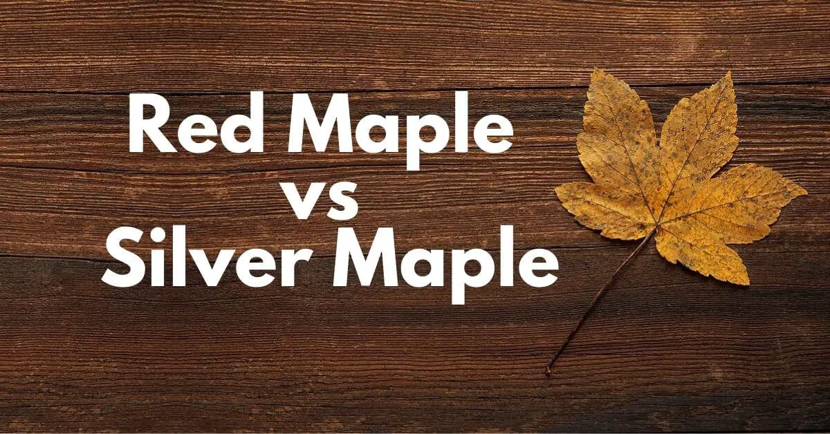 Red Maple vs Silver Maple