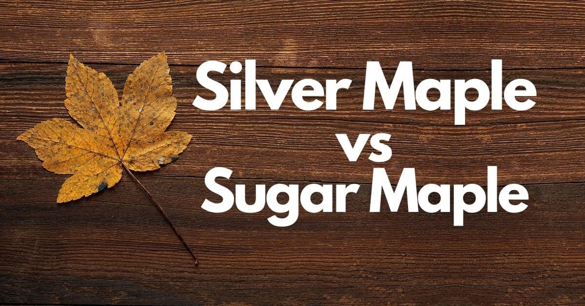 Silver Maple vs Sugar Maple