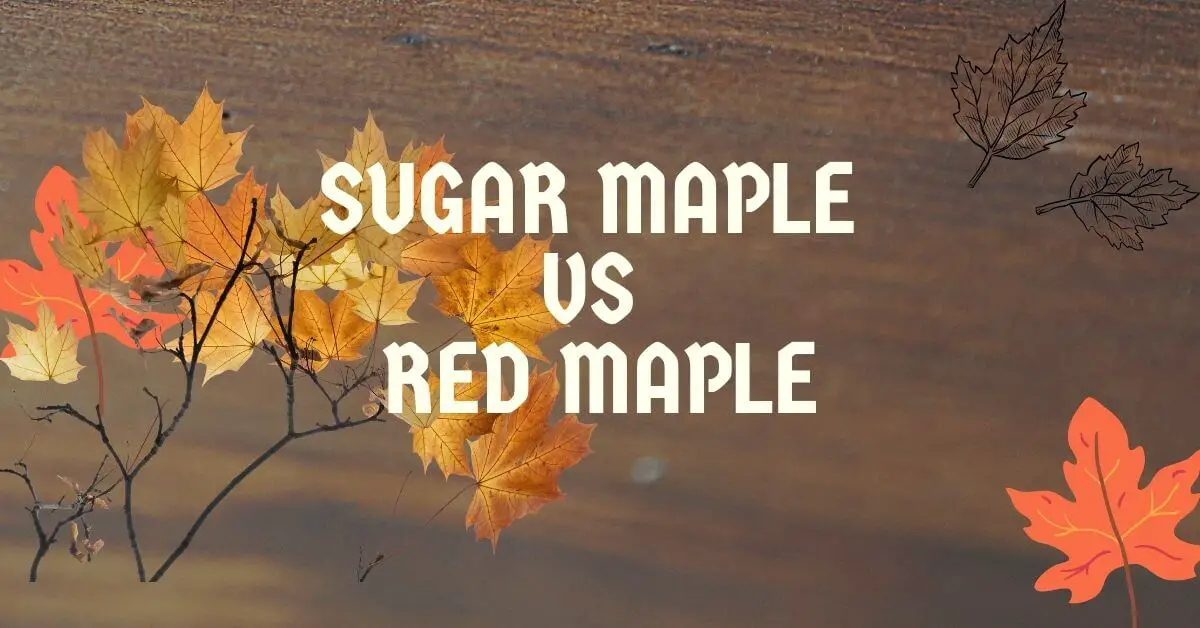 Sugar maple vs Red maple
