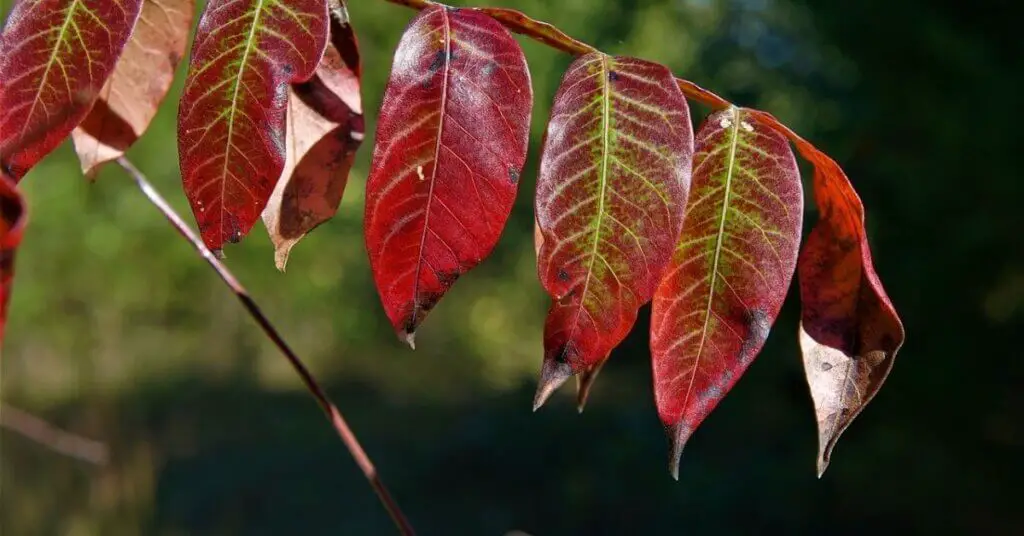 Sumac leaves