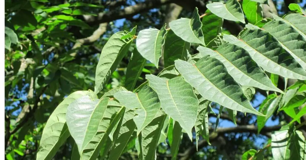 Tree of Heaven leaves