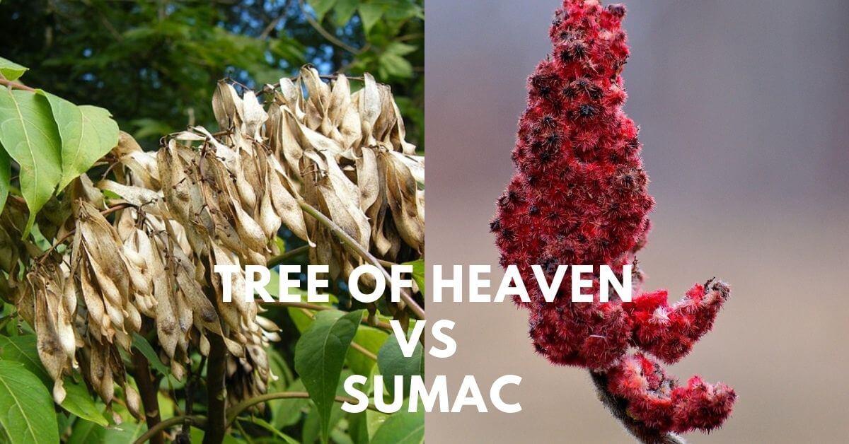 Tree of Heaven vs Sumac