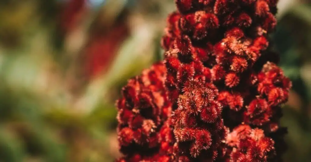 edible sumac berries