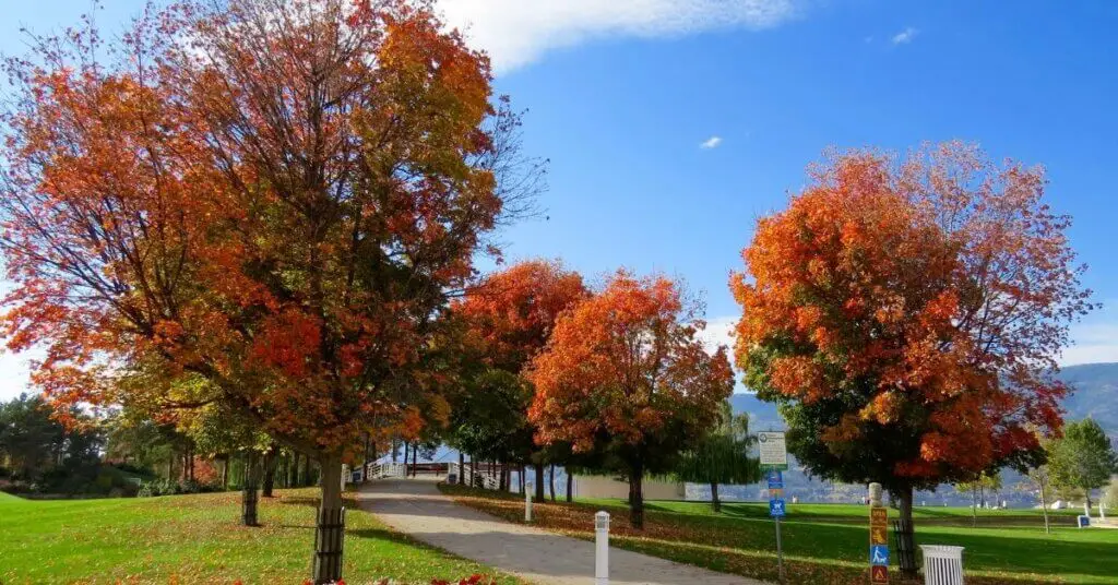 maple identification