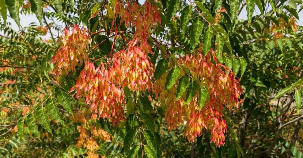 tree of heaven fruit