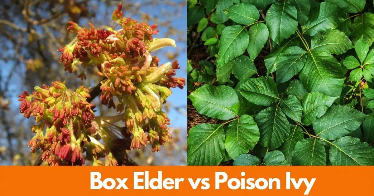 Box Elder vs Poison Ivy