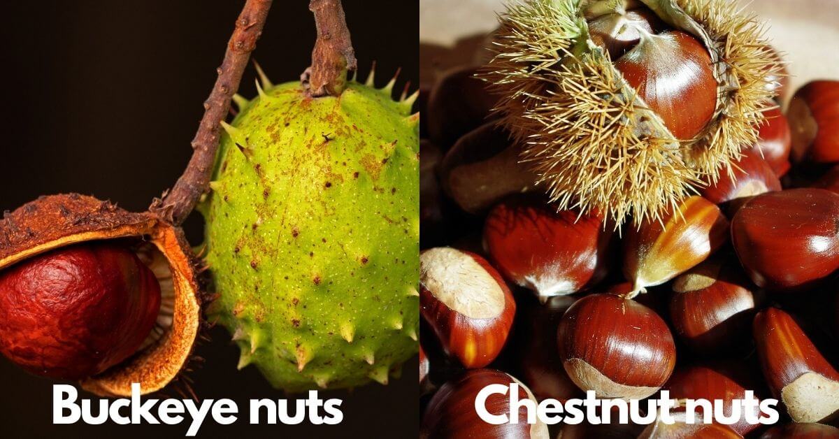 Buckeye vs Chestnut What's the Difference? Timber Blogger