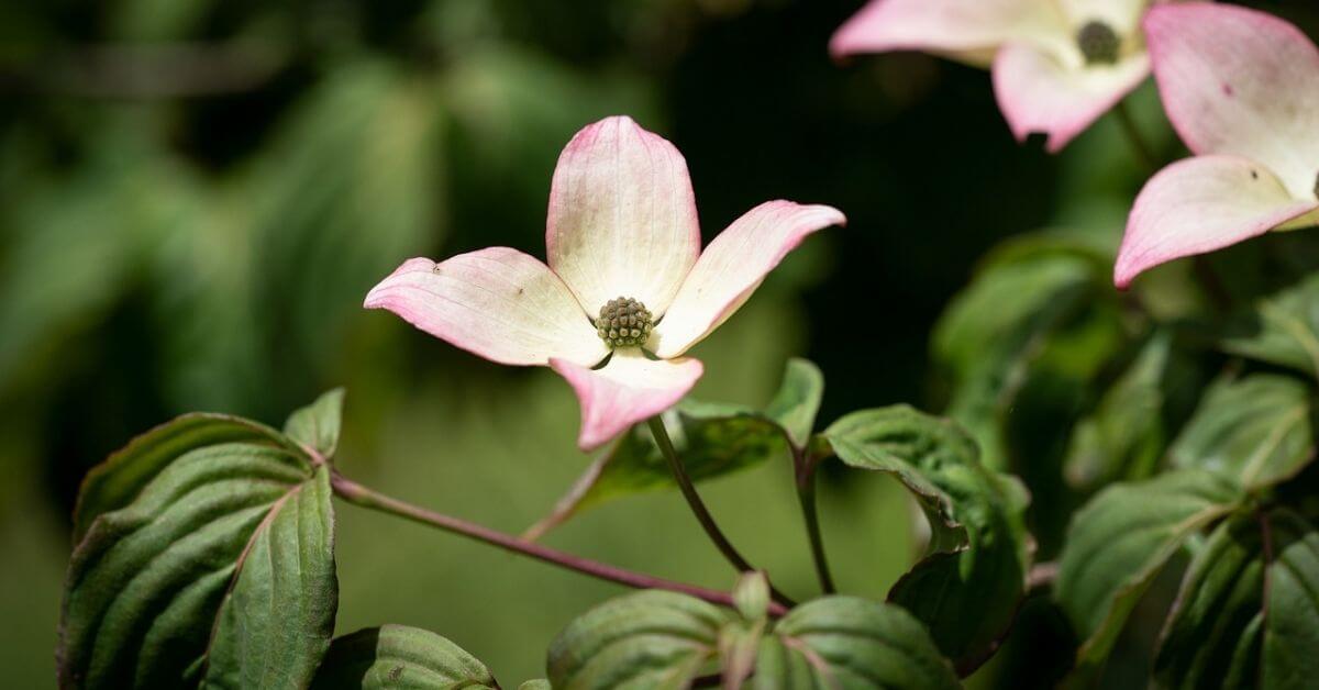 Dogwood vs Magnolia | How to identify them? - Timber Blogger