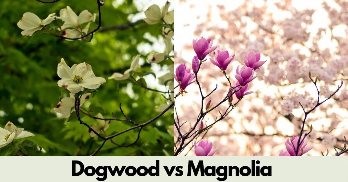Dogwood vs Magnolia