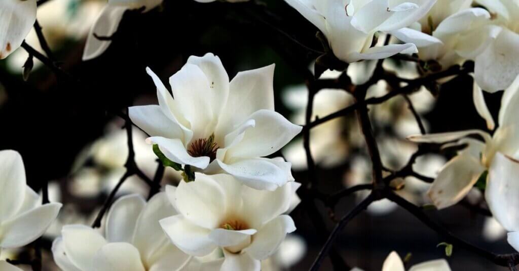 Magnolia Flower