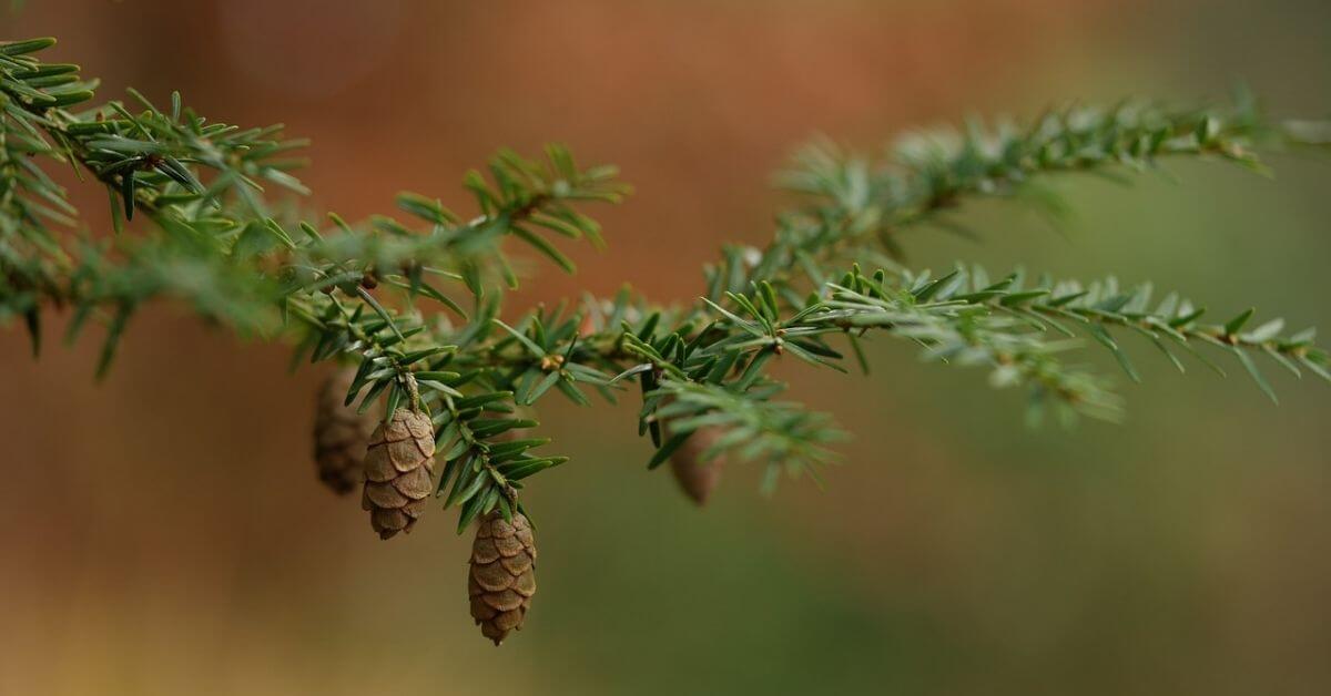 White Spruce vs Black Spruce What is the difference? Timber Blogger