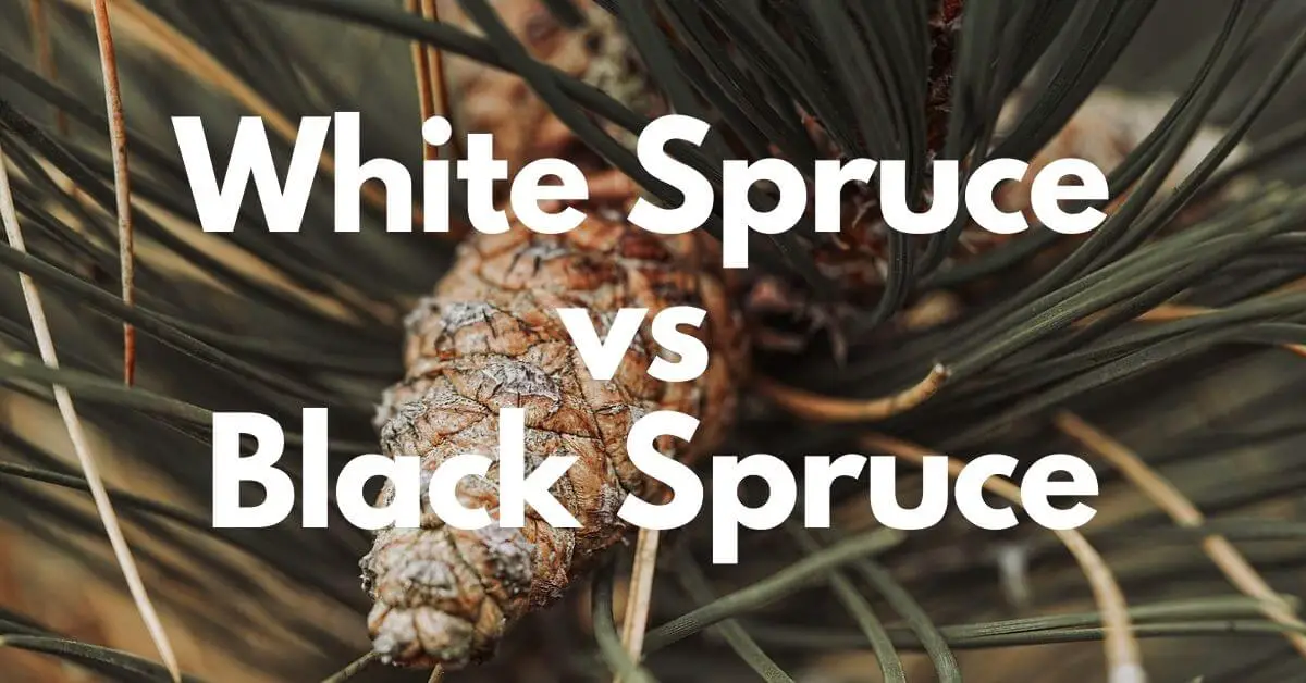 White Spruce vs Black Spruce