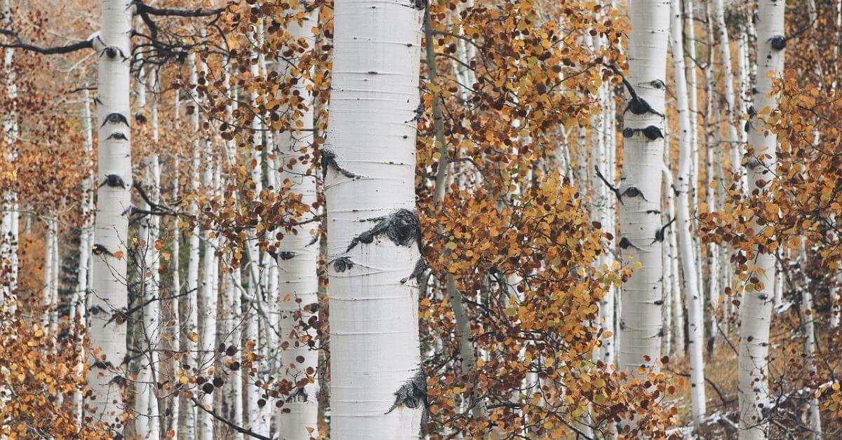 Birch vs Aspen Which One Is Better? Timber Blogger