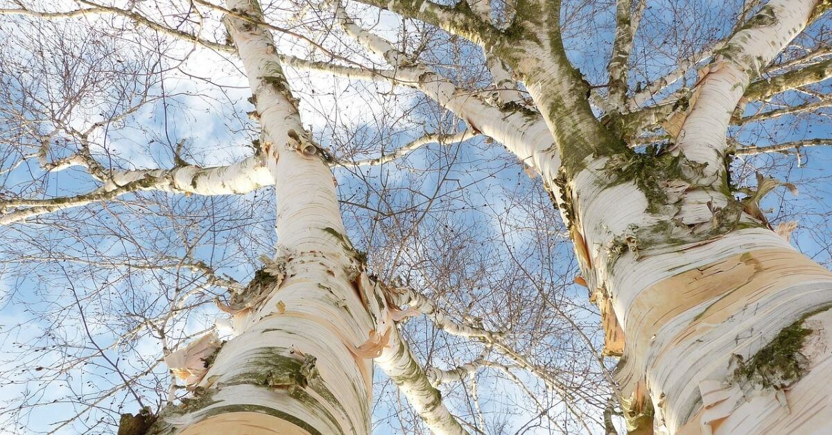 Birch vs Aspen Which One Is Better? Timber Blogger