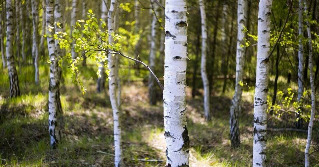 Birch Wood Tree