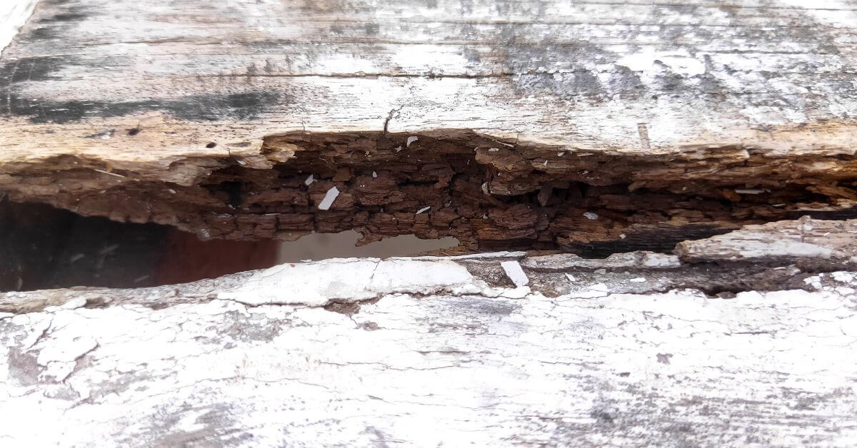 Mango wood Advantages and Disadvantages Timber Blogger