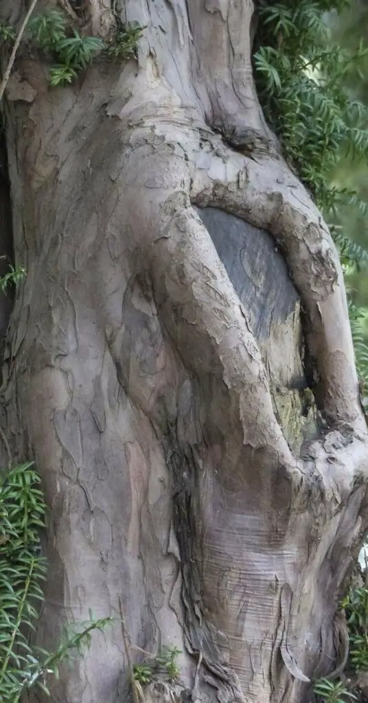 Yew Tree identification