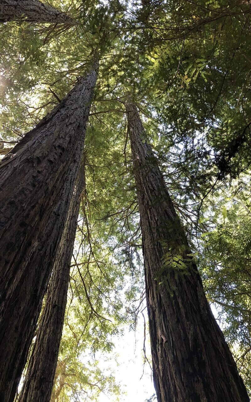 Redwood Tree