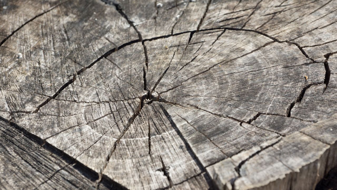 Why Does Wood Crack
