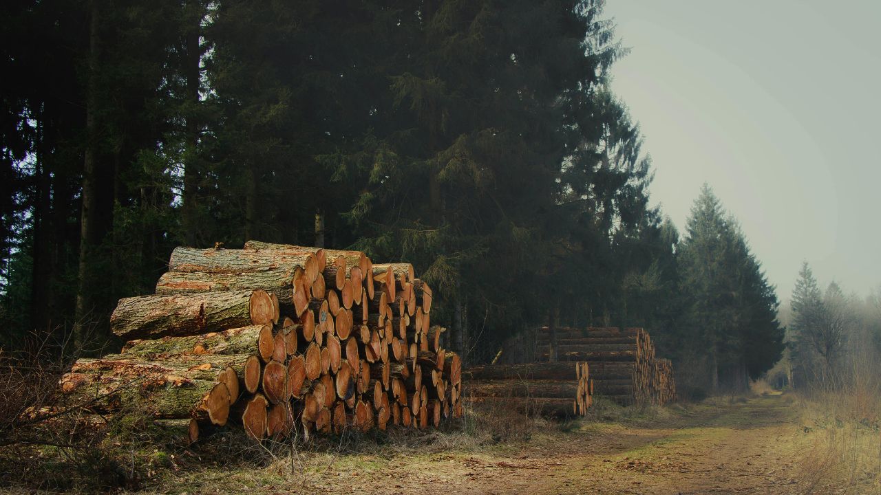 green wood